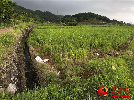 重庆等地高标准农田设施成“摆设”