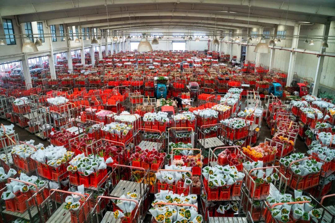 昆明风华之绿色转型:春城花脉,产业绿动,香沁未来