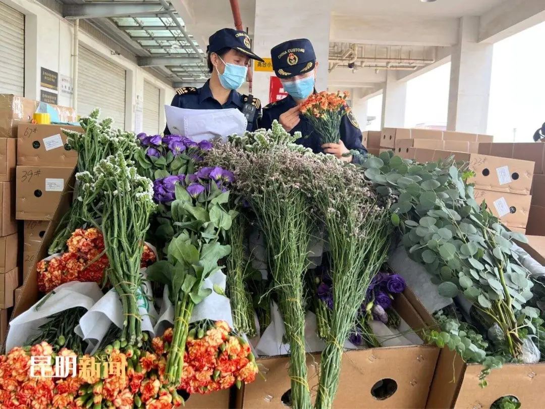 昆明风华之绿色转型:春城花脉,产业绿动,香沁未来
