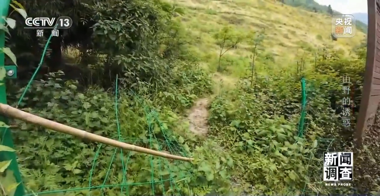 新闻调查丨户外探险事故频发,如何规范管理“越界”行为?