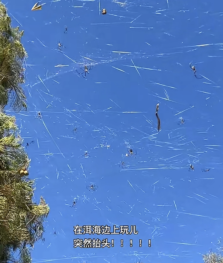 游客称大理洱海景区上空“漫天蜘蛛网”，当地村委：没有毒，会定期清理