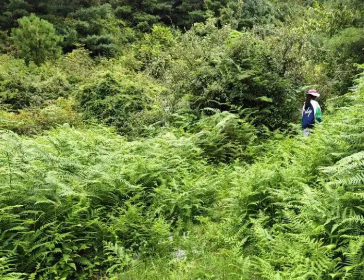 搜救为何这么难？大理苍山自闭症男童失联超48小时，多个疑问待解