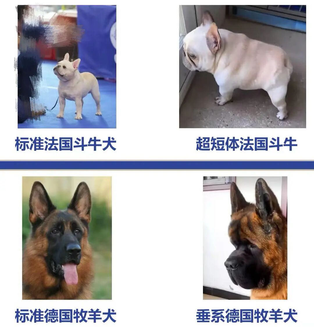 “星期宠”传言下的辽宁宠物市场:有商家人为无序杂交致动物变形