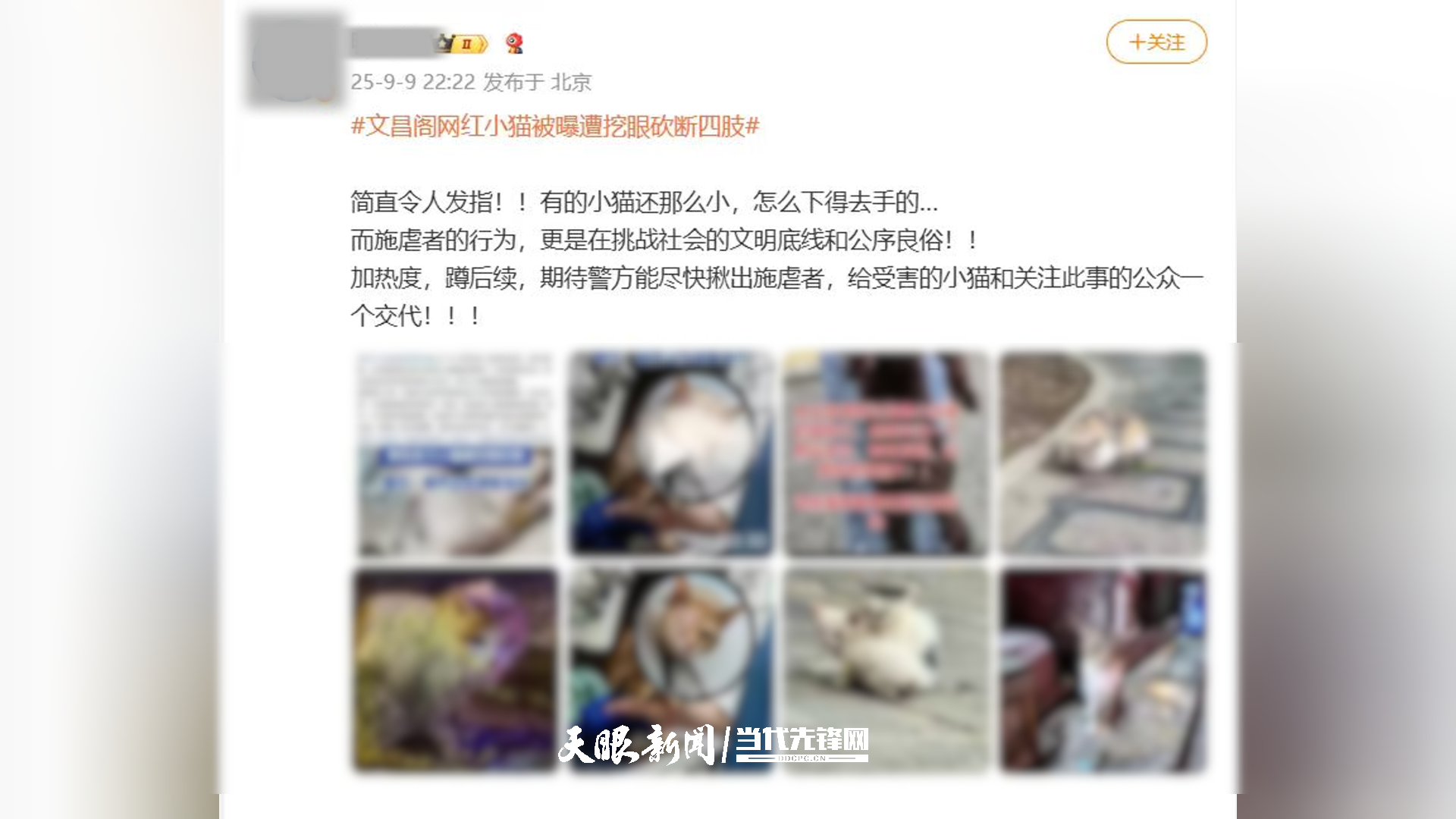 贵阳“挖眼虐猫”事件系AI编造谣言，造谣者已被行政处罚