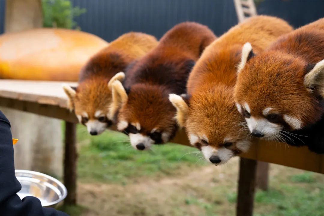 观水利工程，登青城山峰，赏国宝大熊猫：都江堰等你来打卡