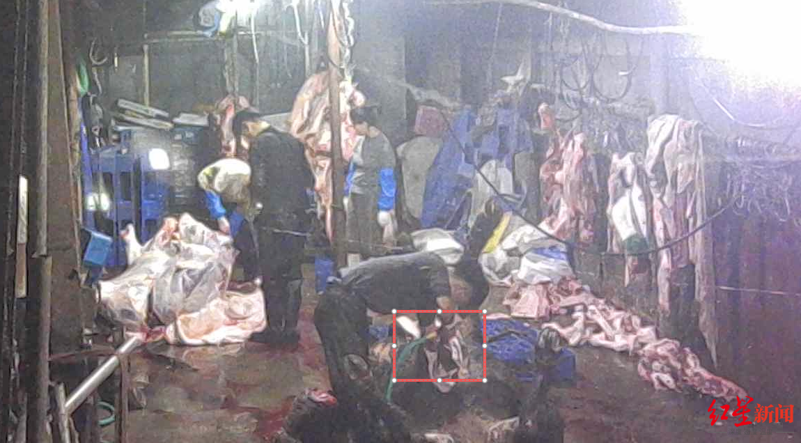 注水牛肉调查：屠宰场藏身农家院，深夜切胸注水，直送批发市场