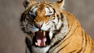 《我們的國家公園》第三季：8K視角呈現(xiàn)國家公園生物多樣性