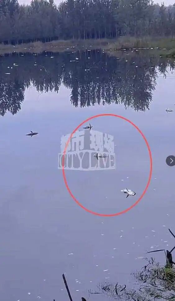 潍坊诸城一水库水现“石油色”，承包人称死鱼超3万斤，环保部门回应