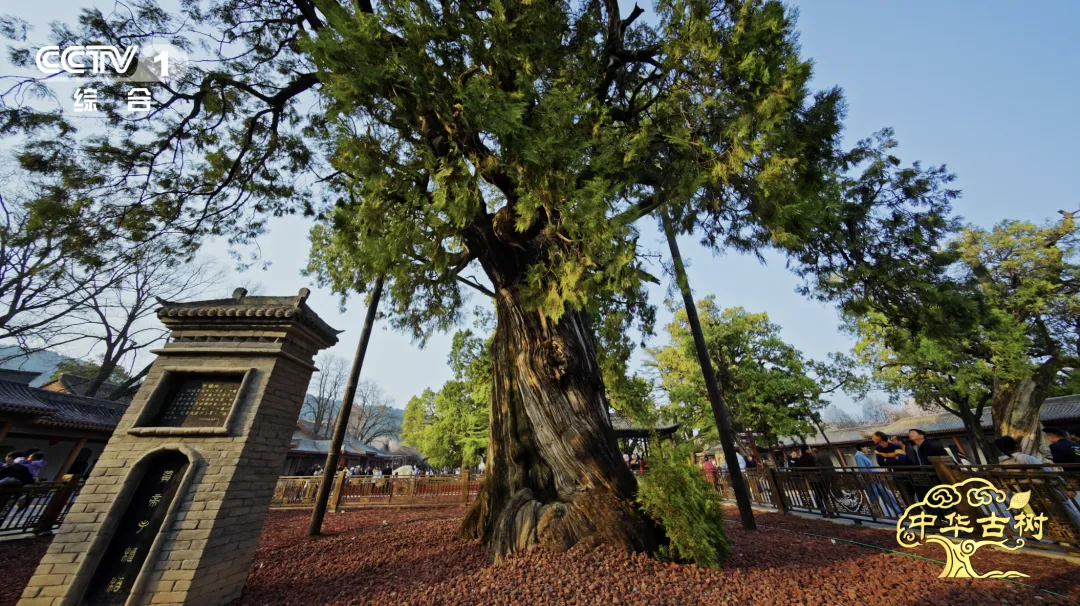 好看视频:完美一卡通回收-5000岁的黄帝手植柏被如何养护？请看这部央视纪录片
