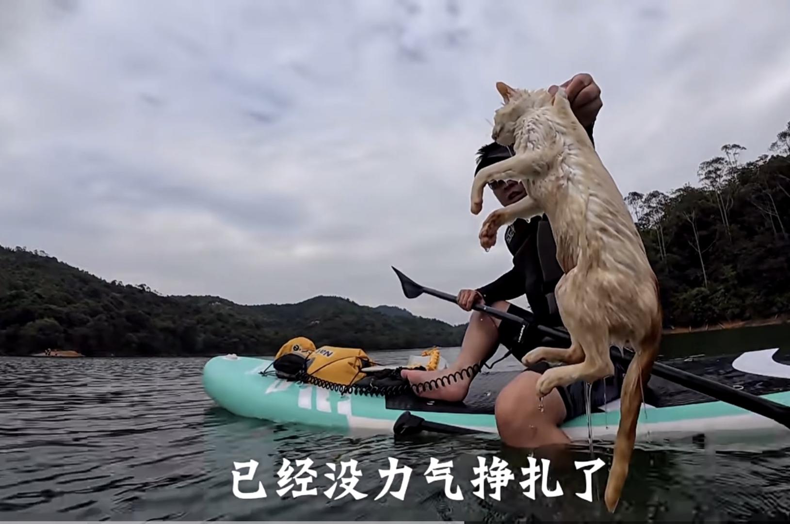 一水库边被放生大量猫：目击者称已救起3只，警方将追查放生者