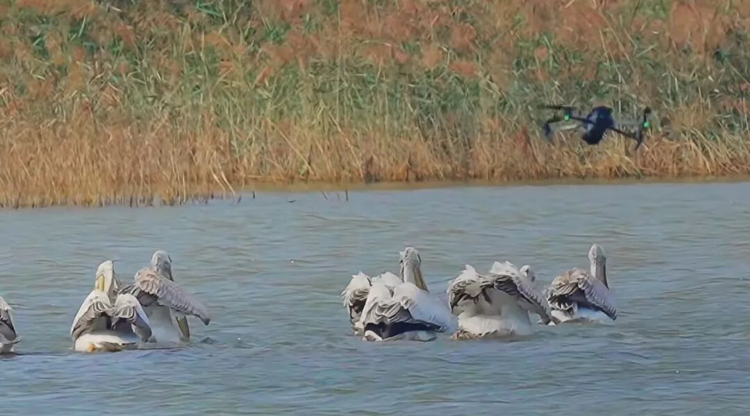 媒体:撞落大雁!无人机不能飞过生态保护红线