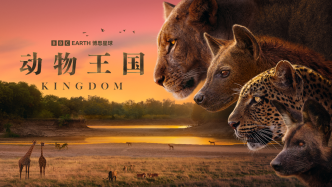 揭秘赞比亚动物界权力游戏，BBC六集纪录片《动物王国》开播
