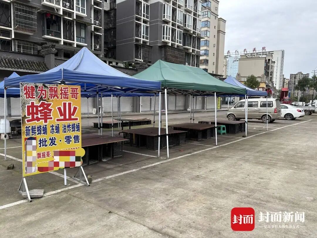 央视曝光“杀人蜂”滥养牟利引关注,四川犍为:正联合调查虎头蜂养殖情况