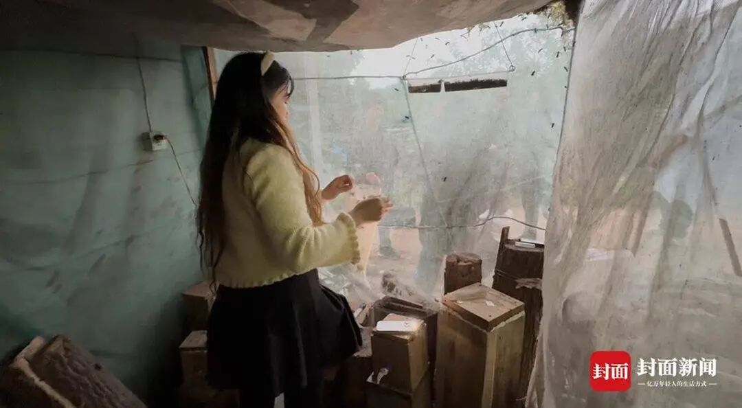 央视曝光“杀人蜂”滥养牟利引关注,四川犍为:正联合调查虎头蜂养殖情况