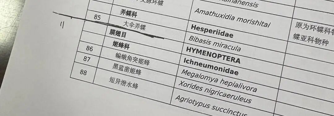 央视曝光“杀人蜂”滥养牟利引关注,四川犍为:正联合调查虎头蜂养殖情况
