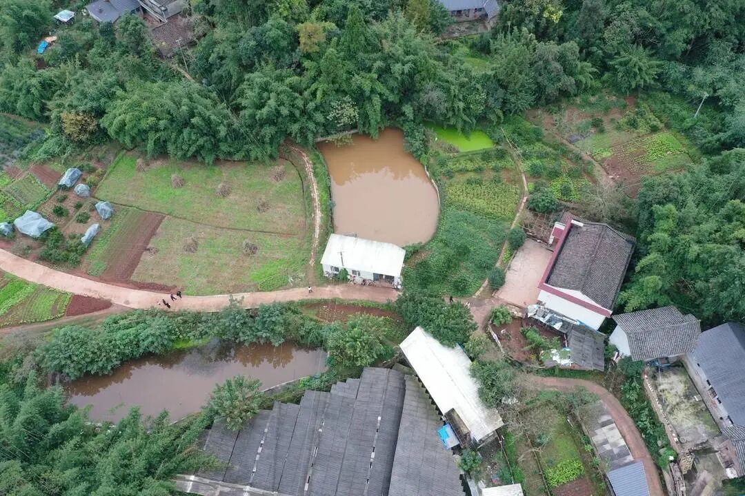 央视曝光“杀人蜂”滥养牟利引关注,四川犍为:正联合调查虎头蜂养殖情况