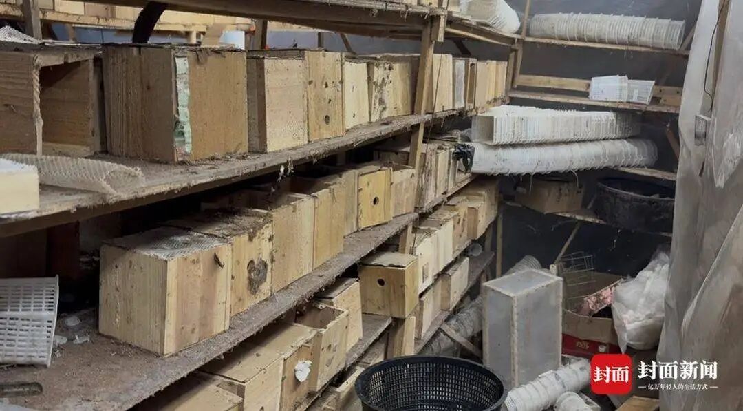 央视曝光“杀人蜂”滥养牟利引关注,四川犍为:正联合调查虎头蜂养殖情况