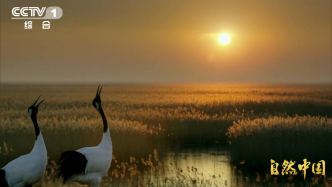 《山水工程》央视开播：中国生态如何“无痕修复”