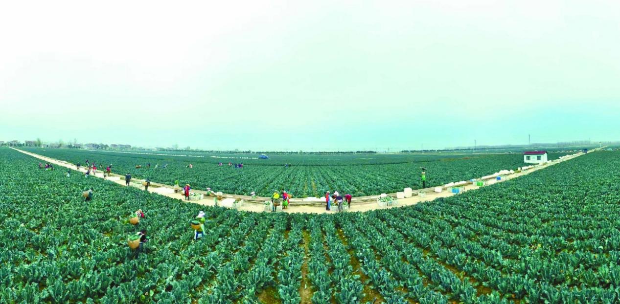 好看视频:杭州市民充值卡回收-“中国西兰花之乡”江苏响水，如何进一步“心花怒放”？