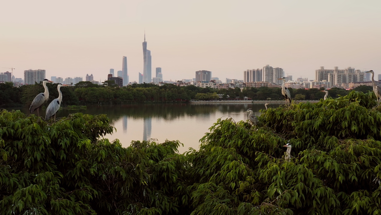 从世界工厂到野性天堂,纪录片《野性广东》颠覆国际认知