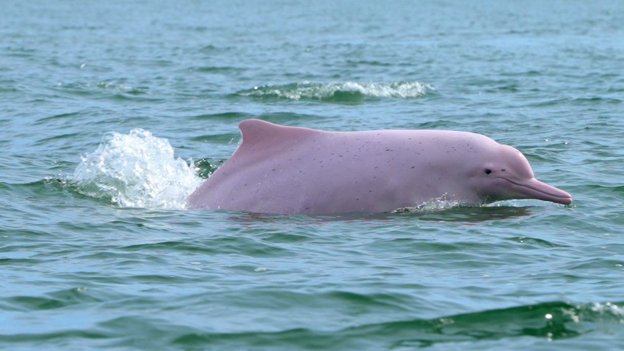 从世界工厂到野性天堂,纪录片《野性广东》颠覆国际认知