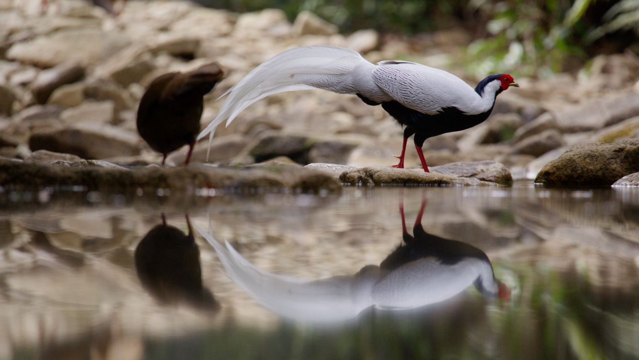 从世界工厂到野性天堂,纪录片《野性广东》颠覆国际认知