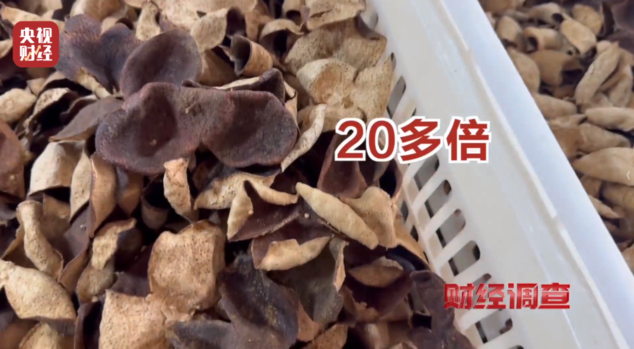 产地造假、年份速成、无视监管!央视曝光新会陈皮市场乱象