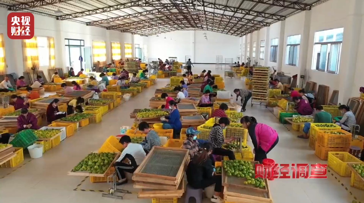 产地造假、年份速成、无视监管!央视曝光新会陈皮市场乱象