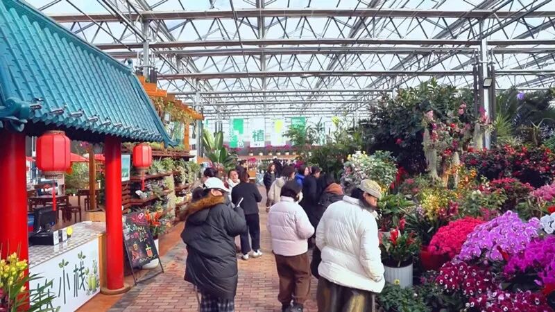 山海醉团圆 秦皇岛上过大年丨赏花游激活冬季旅游新生态