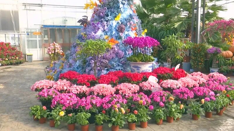 山海醉团圆 秦皇岛上过大年丨赏花游激活冬季旅游新生态