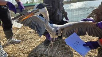 公安部通報(bào)“平安原野—2025”行動成效：掛牌督辦38起大要案件