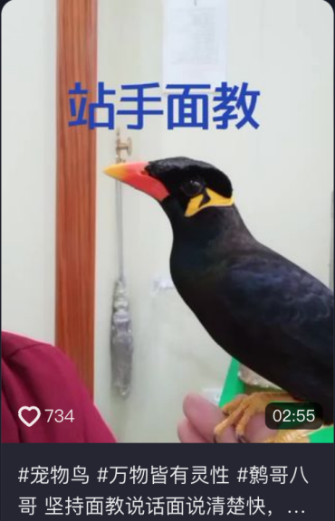 被消费的野性：“野鸟在家”短视频流行背后的“萌之觞”