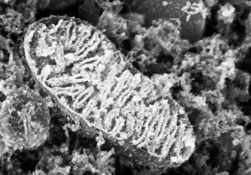 科学家绘制高精度线粒体蛋白质图谱