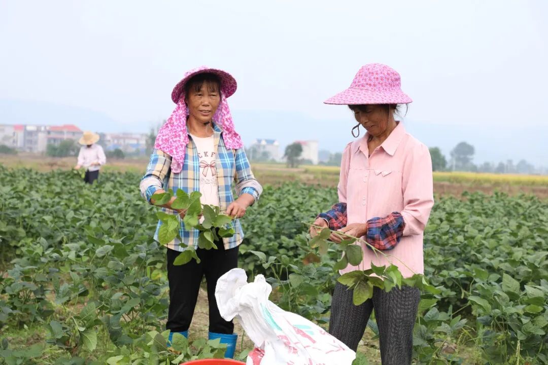 “永新味道”以全产业链思维重构产业生态,让地方美食走出“深闺”香飘四方