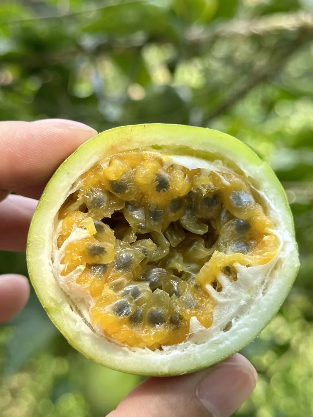 29家西双版纳企业带来超百种特色农产品,来上海松江一站式买齐