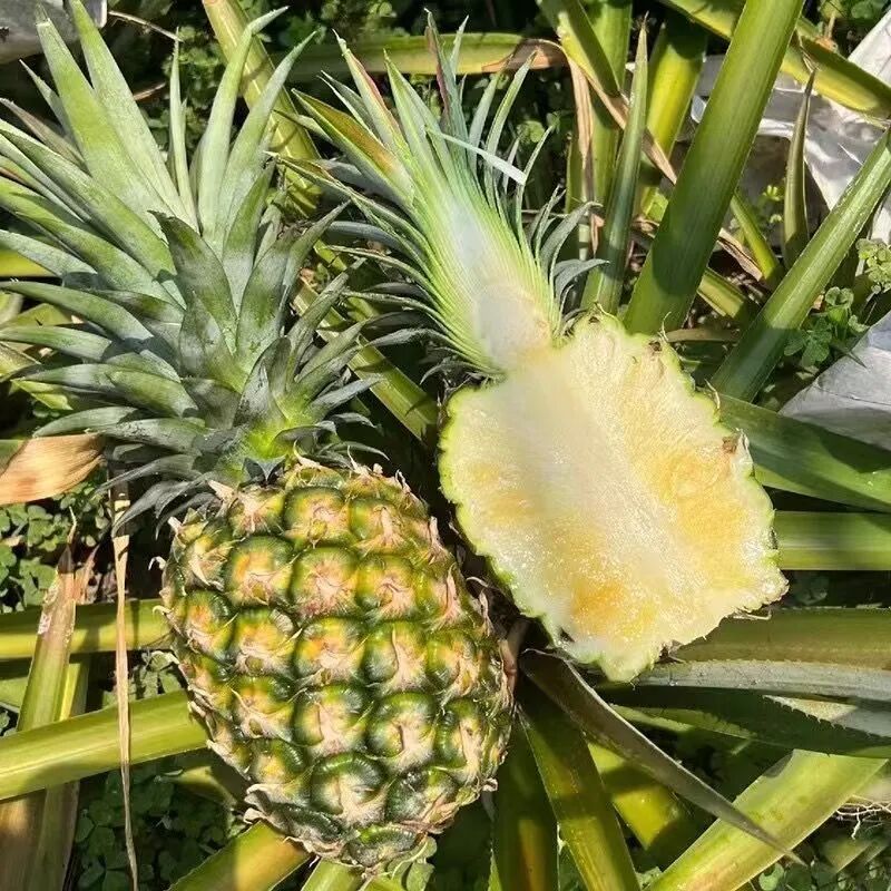 29家西双版纳企业带来超百种特色农产品,来上海松江一站式买齐