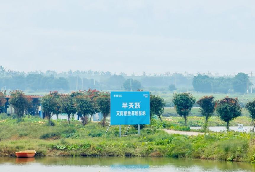一条叉尾鮰鱼从塘口“游”上半天妖烤鱼餐桌的背后