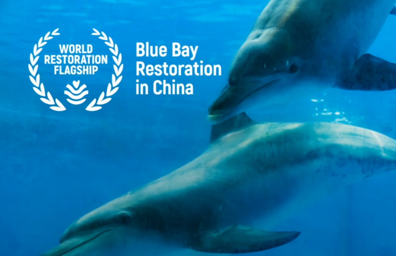 “中国蓝色海湾整治行动”获评2026年联合国“世界生态恢复旗舰项目”