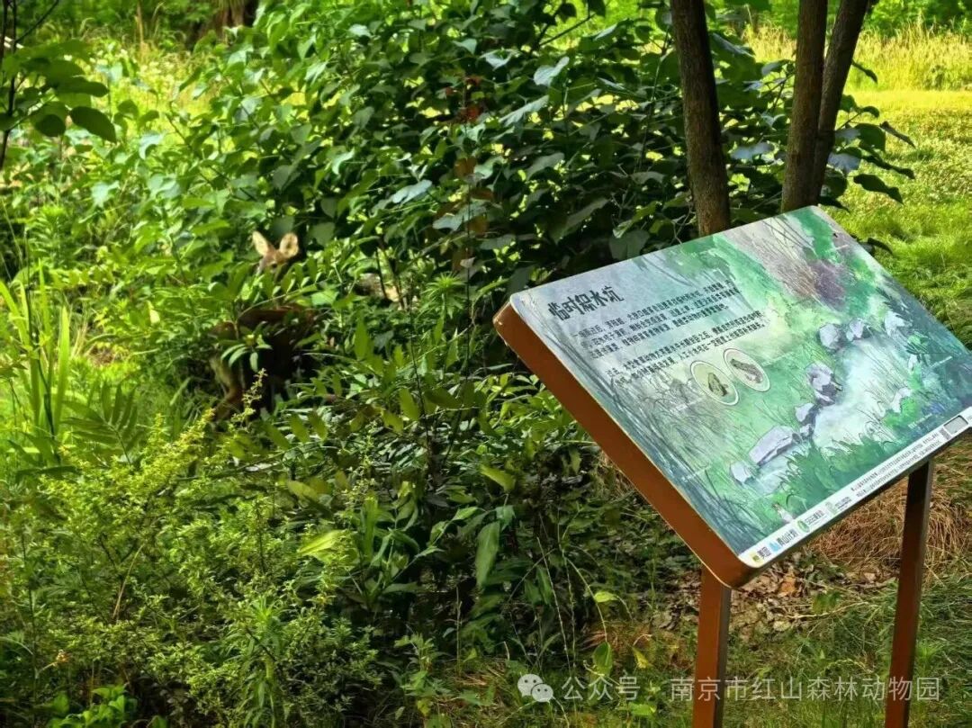 南京红山动物园:从顶流到COP17,一座城市动物园的“野性行动”