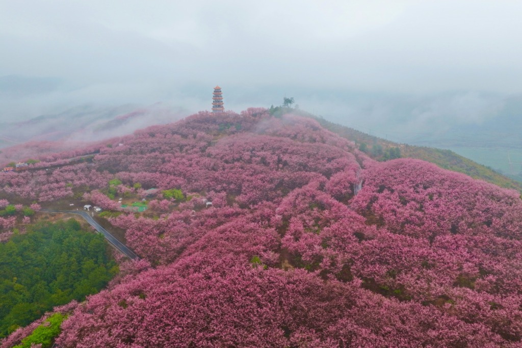 30万株樱花盛开，海内外游客奔赴福建赏花，看到一个新清流