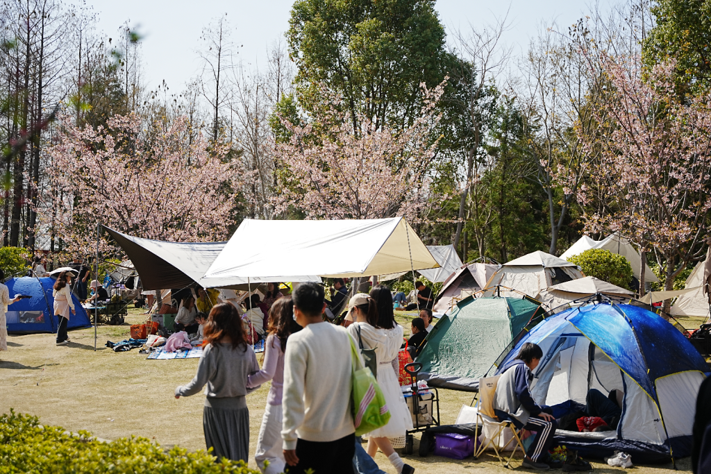 单日客流10万+！上海顾村公园迎赏樱热潮,第2张