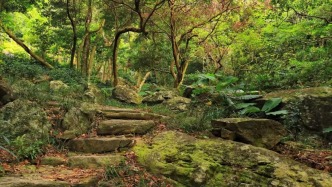 廣東首批！深圳唯一！鹽田這條森林古道藏不住了！