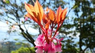 在深圳過春節，一定要來一次鹽田梧桐山鈴兒花會