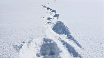 黑龍江饒河發現野生東北虎足跡