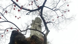 重慶：千年古樹屹立在石頭之上無土無水，充滿歷史與文化厚重感
