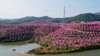 廣東鶴山：千年古村來蘇的紫色花海
