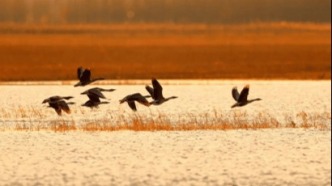 【诗词】春天的脚步（古风篇）||林骏 