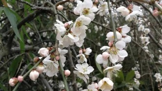 【散文】幸福梅林流淌幸福‖管恒庆 