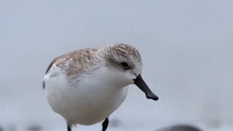 首次！漳州發(fā)現(xiàn)世界“極?！蔽锓N！