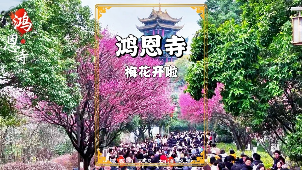 重慶春游賞花推薦：鴻恩寺的梅花已經(jīng)開了